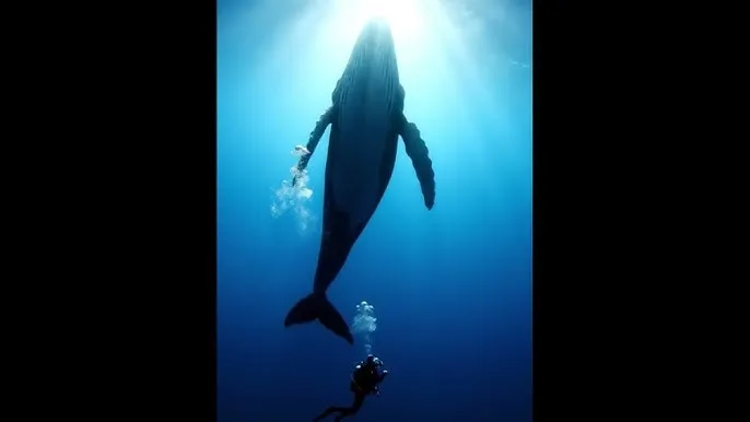私密导航 入口 - 深蓝星球：探索海洋深处的未知世界